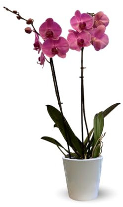 Attitude Jardin - Orchidée rose - double branche - phalaenopsis - 60-70 cm - ⌀ 12 cm - cache pot en céramique blanc