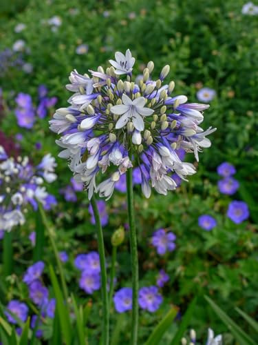 Agapanthus Twister | 1 Stück | Knolle | Schnittblume | Topfpflanze | Geeignet für Kübel | Blau | Weiß | 100% Blütegarantie | QFB Gardening