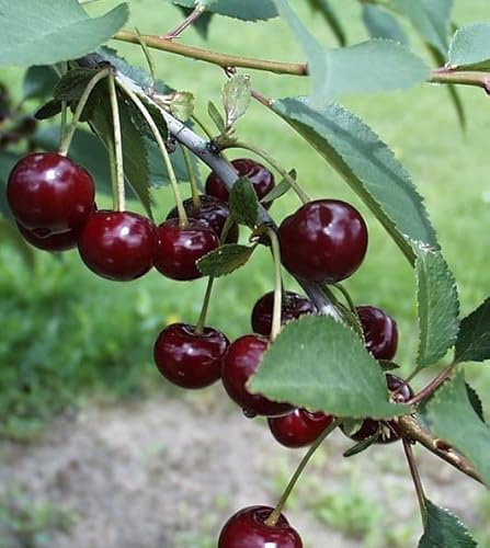 Safir®, Sauerkirsche, Buschbaum (kleinbleibend), 120-140cm, im Topf