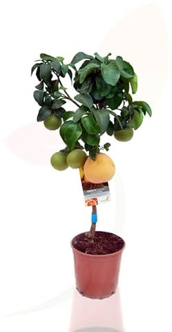 Pomelo Natural Citrus Paradisi Árbol Frutal para tu Jardín