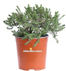 Pianta di Phylica Ericoides pianta ornamentale fiore bianco da esterno giardino terrazzo balcone arbusto vero di Phylica Ericoides venduto da eGarden.store