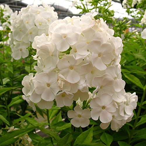 Phlox-Blumensamen 100Pcs; Color 10 : Seeds Only
