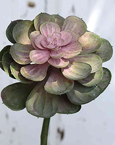 artplants.de Plastik Echeveria gibbiflora Ernesto, Steckstab, grün-rosa, 23cm, Ø13cm - Echeveria künstlich