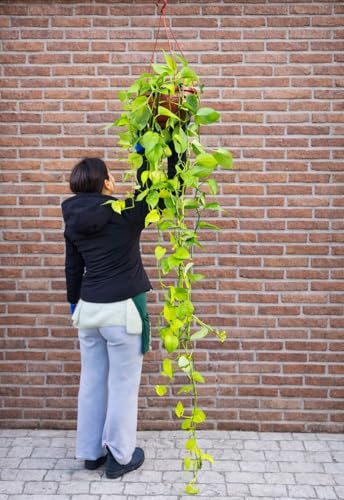 POWERS TO FLOWERS - POTHOS NEON BASKET A STRASCICO 150CM, piante vere