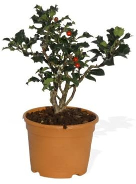 Verdecora Acebo | Holly Tree | Arbusto de navidad | Frutos de invierno | Planta natural de exterior con frutos rojos (Maceta Ø13cm)