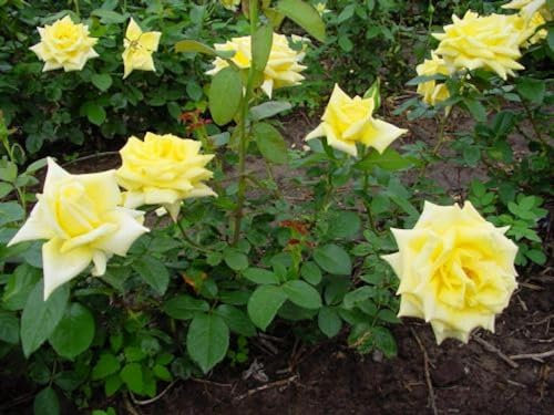 Potted 2 Litre FLORIBUNDA Rose Arthur Bell Perennial Plant