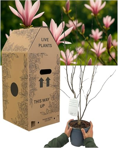 Magnolia Susan Tree – 1x Large & Well-Rooted Outdoor Garden Ready Plant. Supplied Fresh in 3L / 19cm Pot. Early Flowering Deciduous Shrub/Small Tree with Rich Purple-Red Tulip-Shaped Spring Flowers