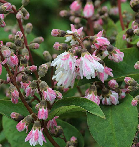 Gefüllter Sternchenstrauch 100-125cm - Deutzia scabra Plena - lebende Gartenpflanze aus den Baumschulen