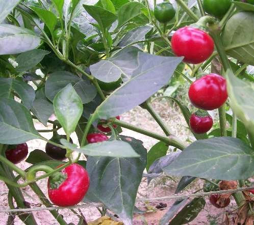 PREMIER SEEDS DIRECT - SWEET PEPPER - RED CHERRY - 50 FINEST SEEDS