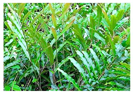Stk - 10x Acrostichum aureum Mangrovenfarn Garten Pflanzen - Samen B1872 - Seeds & Plants Shop by Ipsa