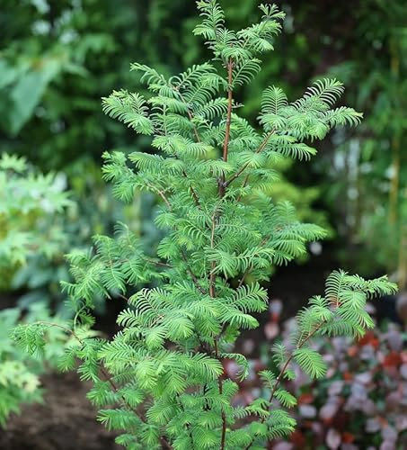 Urweltmammutbaum Chinesisches Rotholz 80-100cm - Metasequoia glyptostroboides - lebende Gartenpflanze aus den Baumschulen