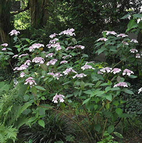 Teller Hortensie Omacha 30-40cm - Hydrangea serrata