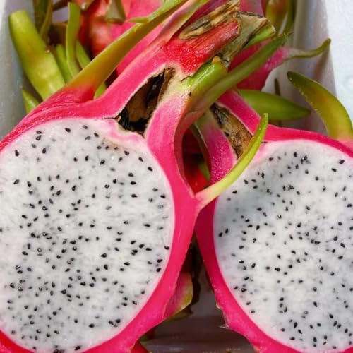 semi biologici del drago, acquistare da Hylocereus undatus, nani resistenti esotiche serre balcone 30pcs
