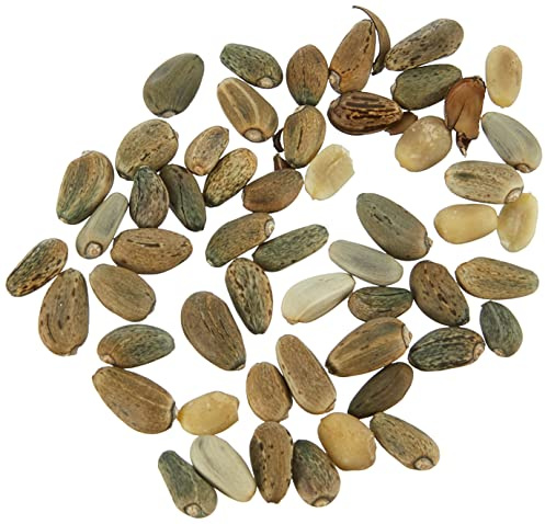 Semences potagères de Batlle - Artichaut Green Globe (2g)