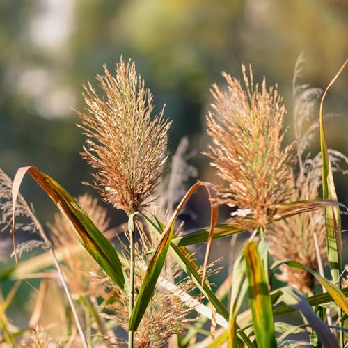 WASSERPFLANZEN WOLFF - Klärpflanze! - Phragmites australis 'Humilis' - Zwergschilf- wasserreinigend- fix und fertig im 11cm Pflanzkorb
