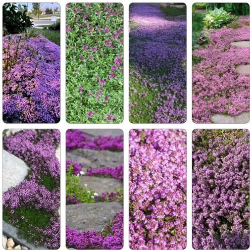 Kriechender Thymian gartendeko für draußen sommerblumen balkongewächshäuser blumengarten Sandthymian bonsai topf extrem winterharte kübelpflanzen Thymus mongolicus - gartenpflanze 1500samen