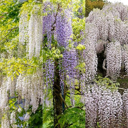Blauregen Wisteria floribunda Tricolour – Blau, Rosa & Weiß – 3 Pflanzen – 11 cm x H40 cm – Duftend & Kletterpflanze – Für Pergolen, Zäune & Wände