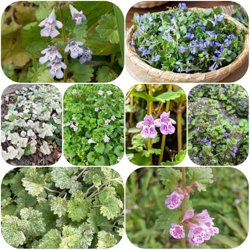 semillas de hiedra terrestre - semillas de resistentes raro, orgánico, exótico cultivo jardín verdes jardín resistentes jardines 130pcs