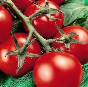 25 FRAIS HEIRLOOM Moneymaker TOMATE GRAINES