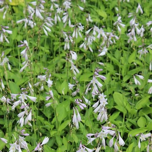 6x Hosta sieboldiana – Godet 9x9cm | Grandes feuilles bleues, très rustique