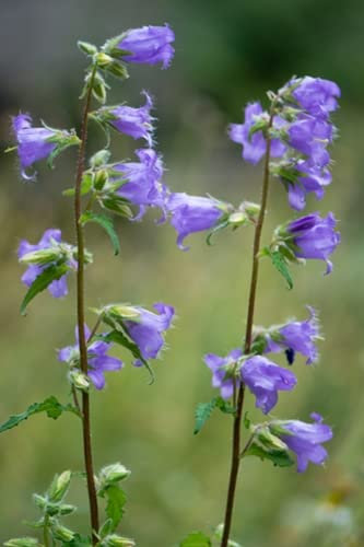 RP Seeds Campanula trachelium (Nettle-Leaved Bellflower) Seeds - 100 Seeds