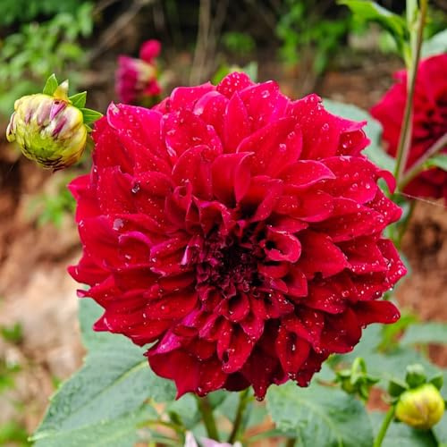 dalia tuberi resistente - balcone decorazione giardino esterno 8pcs