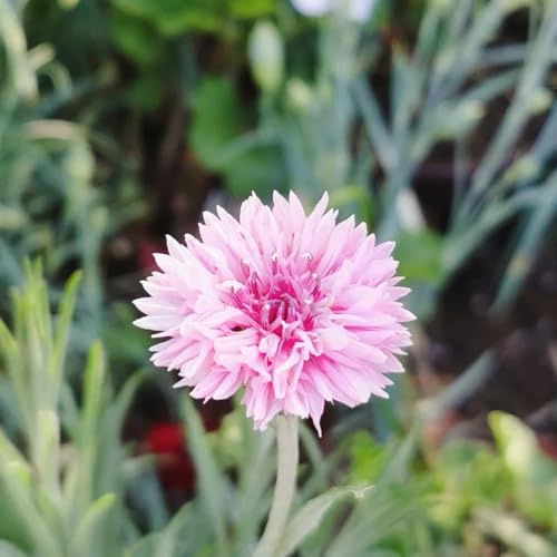 semi di fiordaliso semi di come bomboniera da balcone per gli amanti del giardino selvatici resistenti esotico resistenti per giardini rocciosi 800pcs