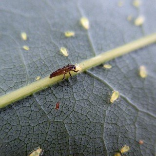 60 x Marienkäfer Larven - Nützling gegen Blattläuse - Biologischer Pflanzenschutz