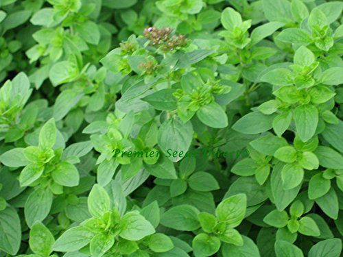 PREMIER SEEDS DIRECT - Herbs - Marjoram Sweet - 1.5 gm ~ 6400 Seeds (Origanum marjorana)