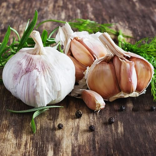 3 pcs Pflanzknoblauch, Steckknoblauch Bio Zum Pflanzen, balkon pflanze, kräuterpflanzen Knoblauchzwiebeln, Pflanzknoblauch Winterhart, garten blumen schattenpflanzen winterhart topfpflanzen