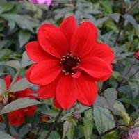 3 x Dahlia 'Bishop of Llandaff' Cottage Garden Perennial Plug Plants