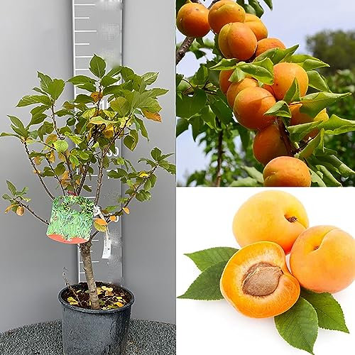 SAVINI VIVAI Pianta Nana di Albicocco Piante da Frutto Nane Albicocca Albero in vaso 22-24 cm 2-3 Anni Altezza 100-110 cm Made in Italy