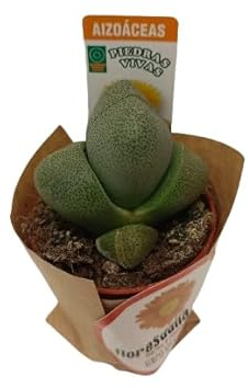 Piedras Vivientes Planta Suculenta Lithops Ideal para el Hogar y la Oficina