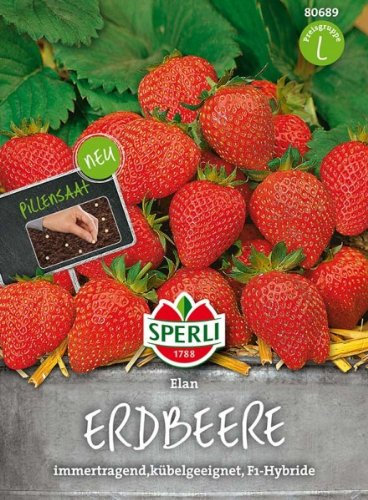 Sperli Erdbeerensamen Elan, F1, Pillensaat 80689 - Immertragend & aromatisch - Kübelgeeigent - Inhhalt für 7 Pflanzen - Obstsamen, Samen Obst, Pillensaat