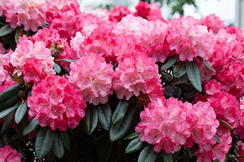 Rhododendron yak. 'Fantastica' 40-50 cm - Rhododendron, rosa-rote Blüten, Blütezeit Mai-Juni, ideal für Halbschatten, immergrün, winterhart