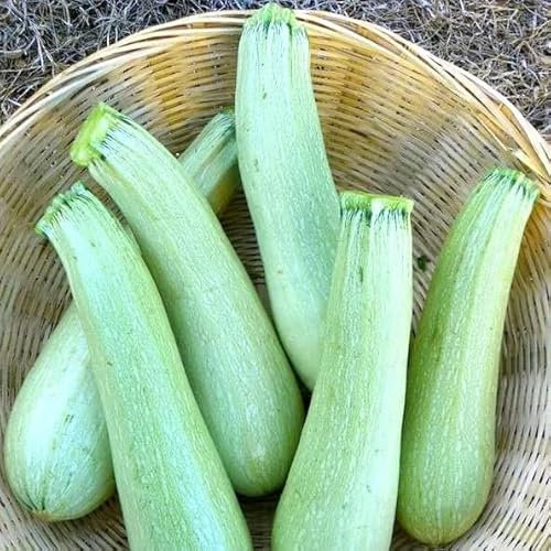 Italian Courgette - 20 Seeds + freebie + Plant tag (Genovese) - Zucchini Long Pale Green