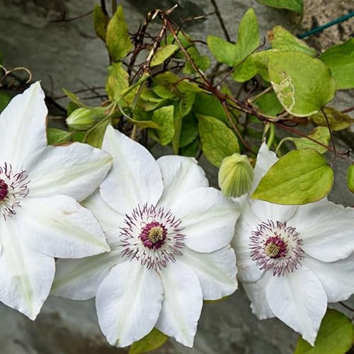 Clematite - Clematis Miss Bateman 70cm - Plante En Pot - Floraison Printemps - Hauteur 70 cm