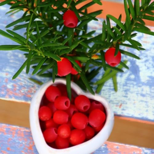 semi di taxus baccata - balcone decorazione da giardino esterni perenni resistenti rare esotiche 300pcs
