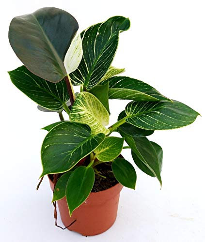 POWERS TO FLOWERS - PHILODENDRON BIRKIN WHITE/BLACK MEASURE, pianta vera