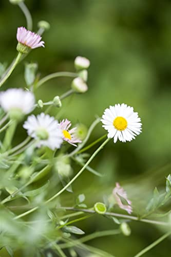 Erigeron karvinskianus 'Blütenmeer' 9x9 cm Topf – Mehrjährig, Pflegeleicht – Spanisches Gänseblümchen – Bodendecker für Beet & Kübel