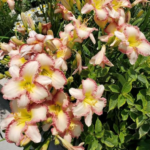 taglilien winterhart mehrjährig einfacher Anbau pflanztopf stauden winterhart mehrjährig wohnzimmer zimmerpflanzen bonsai heilpflanzen kräutersamen Seltene Serie 200samen