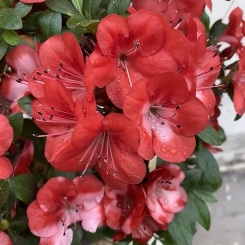 semi di rododendro, azalea, balcone con biologiche rialzata 20pcs