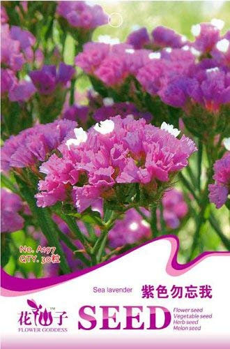 Semilla de lavanda 30 A197 bastante púrpura de mar violeta Oliente Encanto lavanda Por Mikedaoer