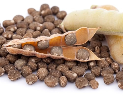 Lupine blau Samen Lupinus Gründüngung Düngelupinen Dünge-Lupine 1kg schnelles Wachstum, Bodenverbesserung, Tierfutter, Honigpflanze, hochwertige Samen Süßlupine