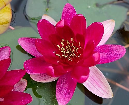 Lincsplants - Nymphaea 'Laydekeri Fulgens'-Kit