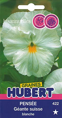 Graines de Pensée géante Suisse blanche - 0,3 grammes