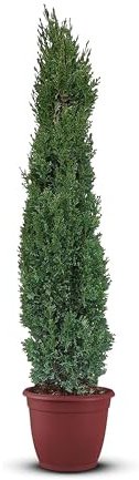 Tropictrees Italienische Zypresse Winterhart, Cupressus Sempervirens Totem 170 cm Höhe, Schlanke Immergrüne Koniferen-Zypressen, Strauch Bäume für Garten und Einfahrt