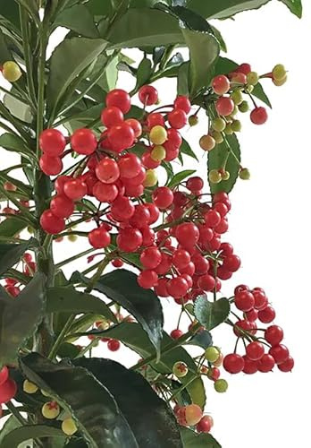 Ardisia Crenata Natural Arbusto de Invierno que Resplandece en tu Jardín