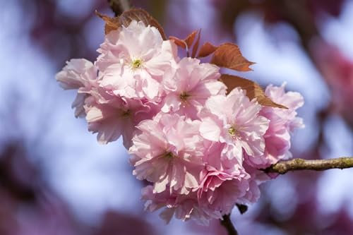 Zierkirsche Prunus subhirtella Accolade Stamm 80 cm winterhart