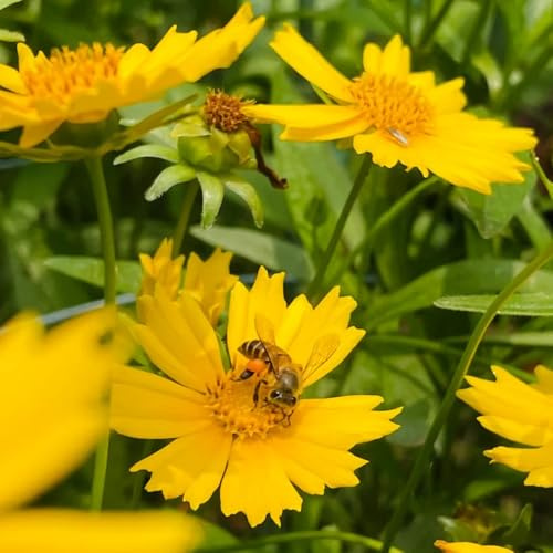 semi di coreopsis - coreopsis - selvatici da balcone, recisi, resistenti all'esterno decorazione da giardino per esterni, balcone 100pcs